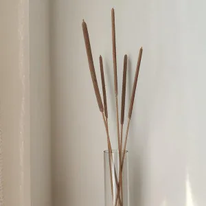 Cattail - Natural | Set of 5 Sticks