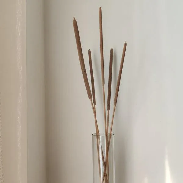Cattail - Natural | Set of 5 Sticks