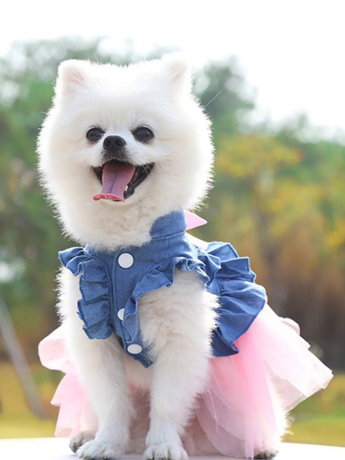 Chic Tutu Summer Denim Dress for Dogs