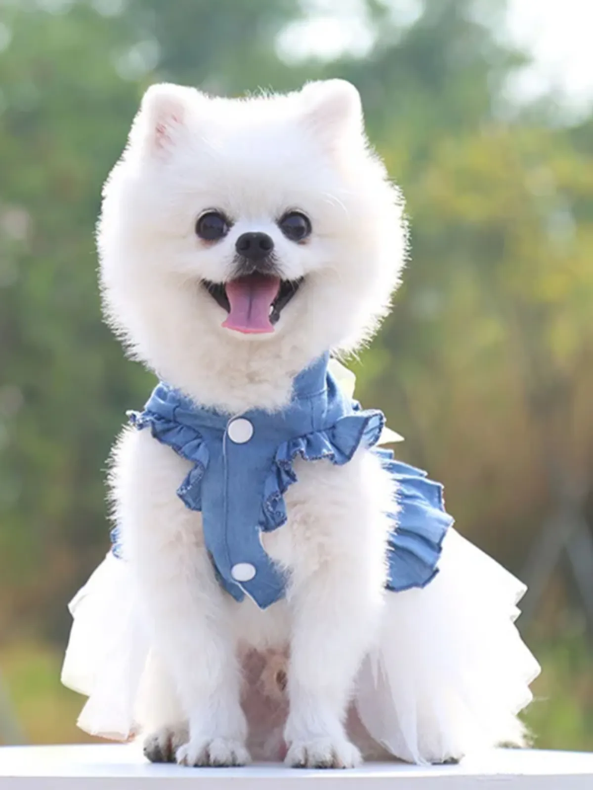 Chic Tutu Summer Denim Dress for Dogs