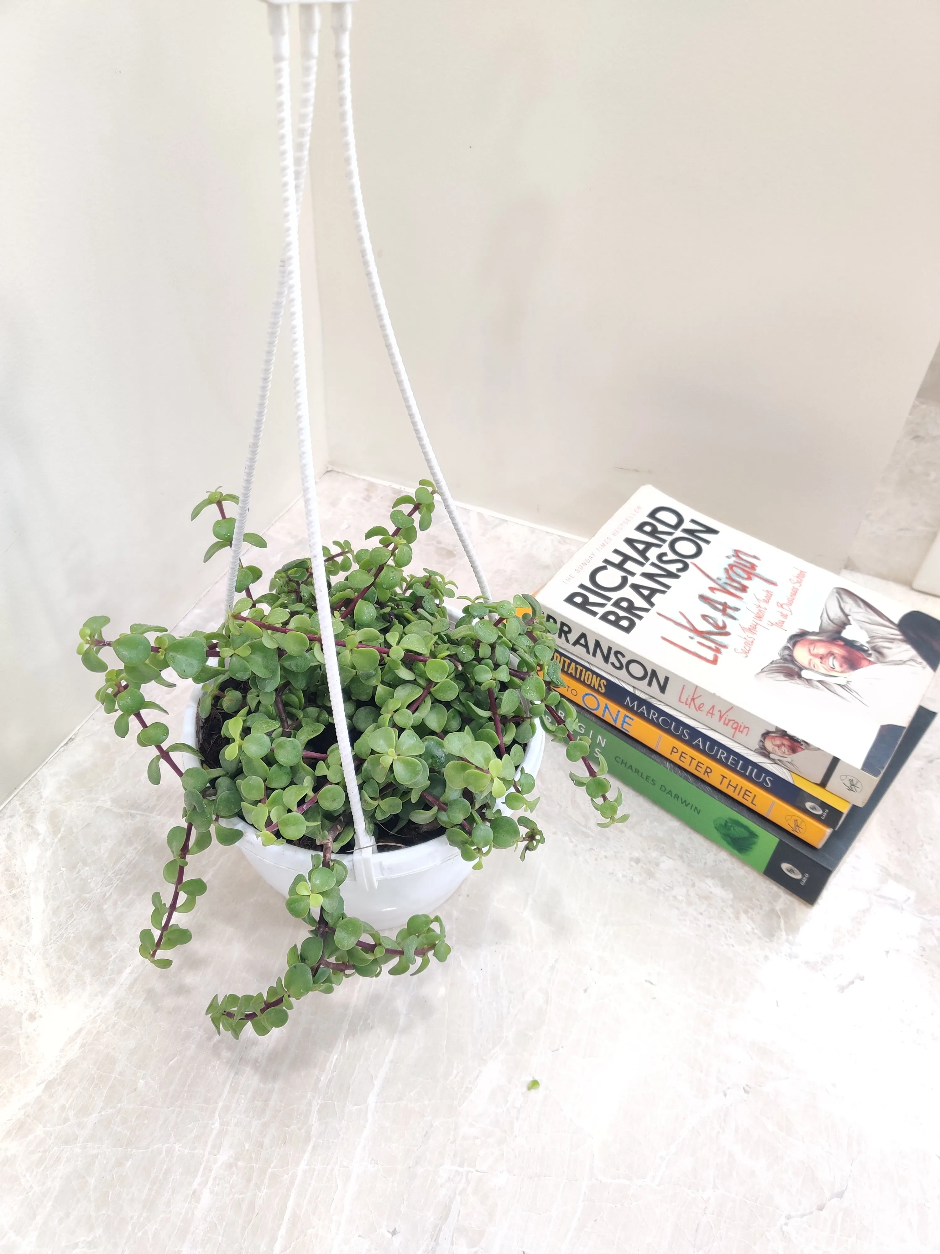 Jade Mini Green Hanging Plant