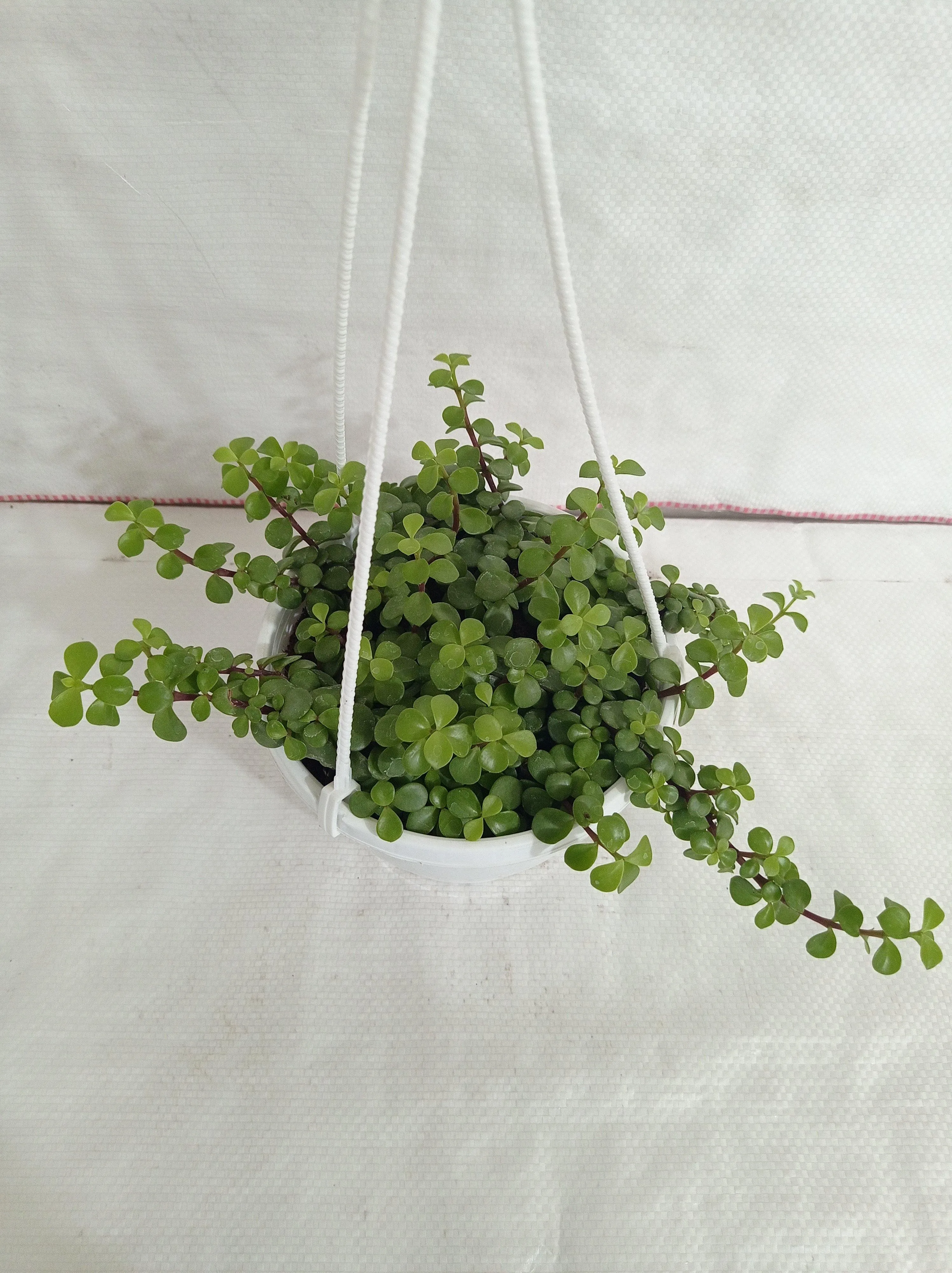 Jade Mini Green Hanging Plant