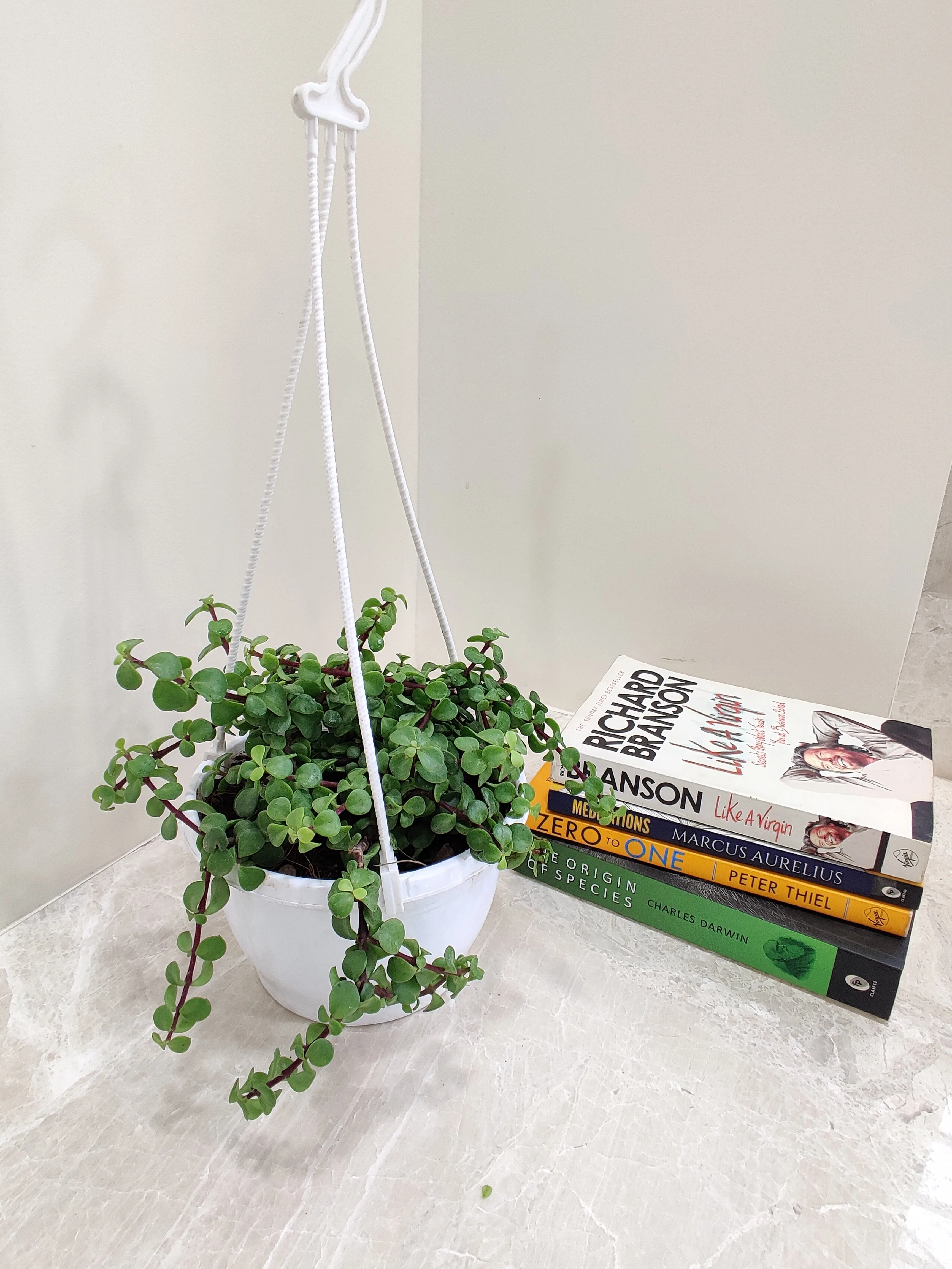 Jade Mini Green Hanging Plant