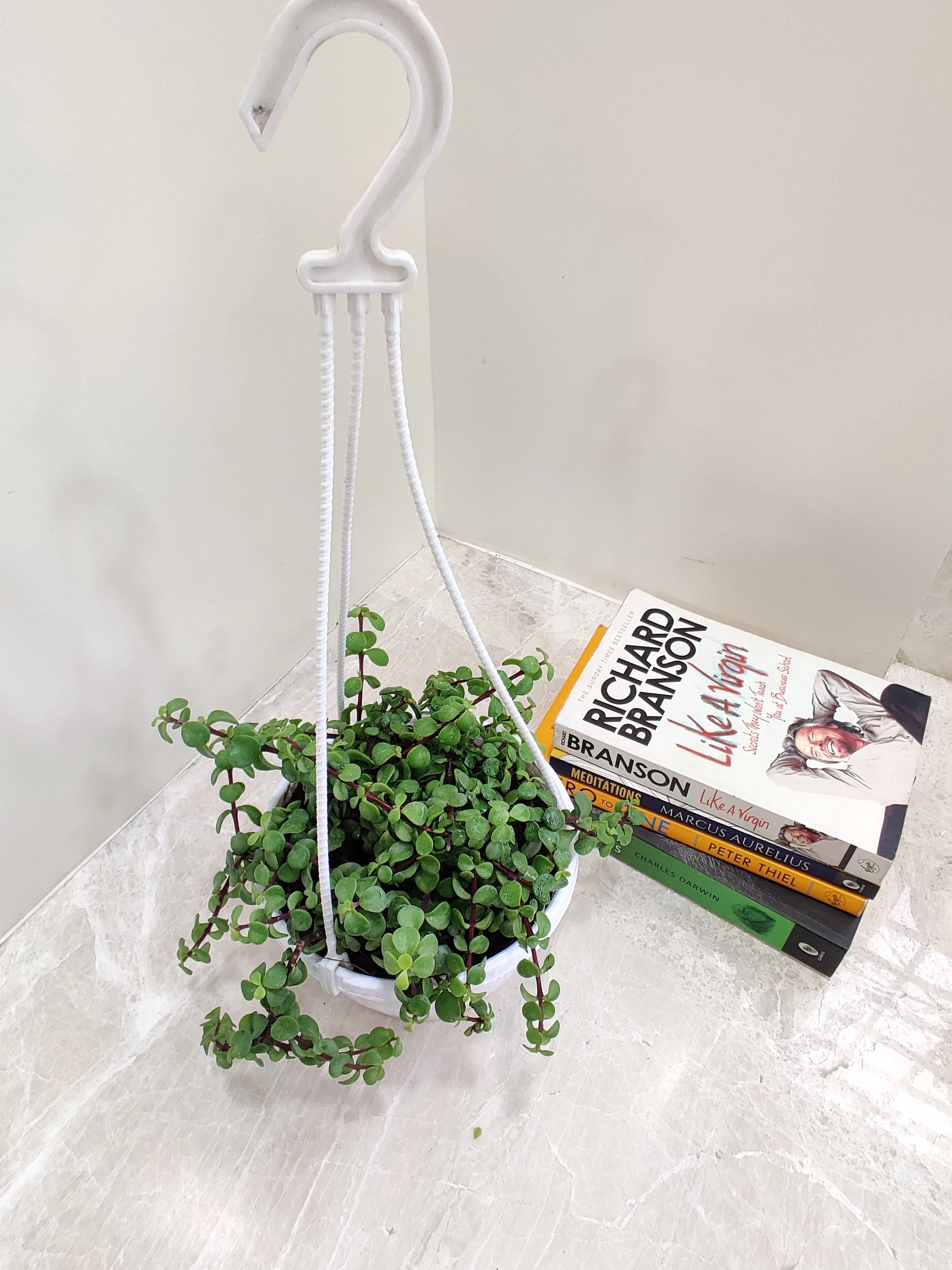 Jade Mini Green Hanging Plant