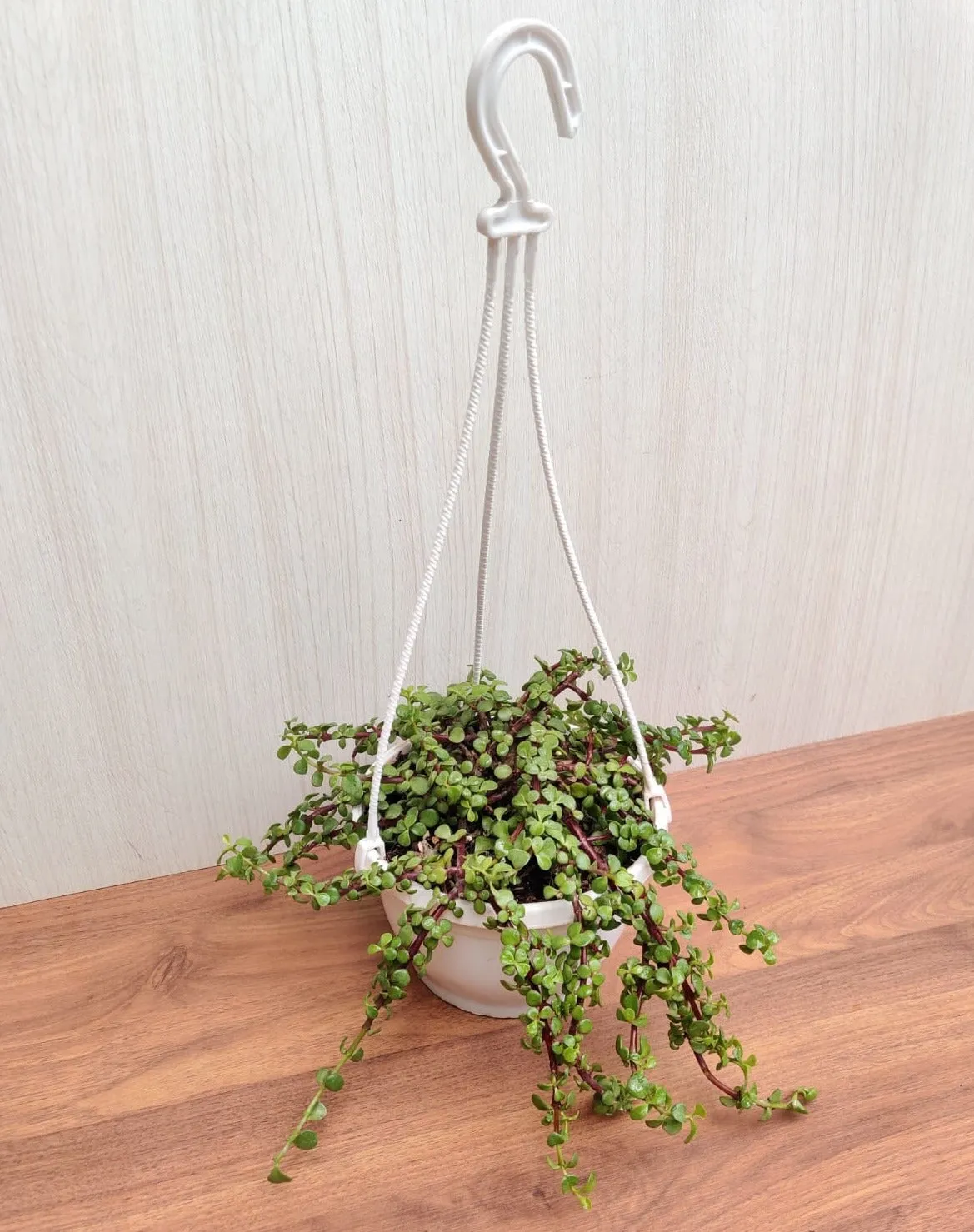 Jade Mini Green Hanging Plant
