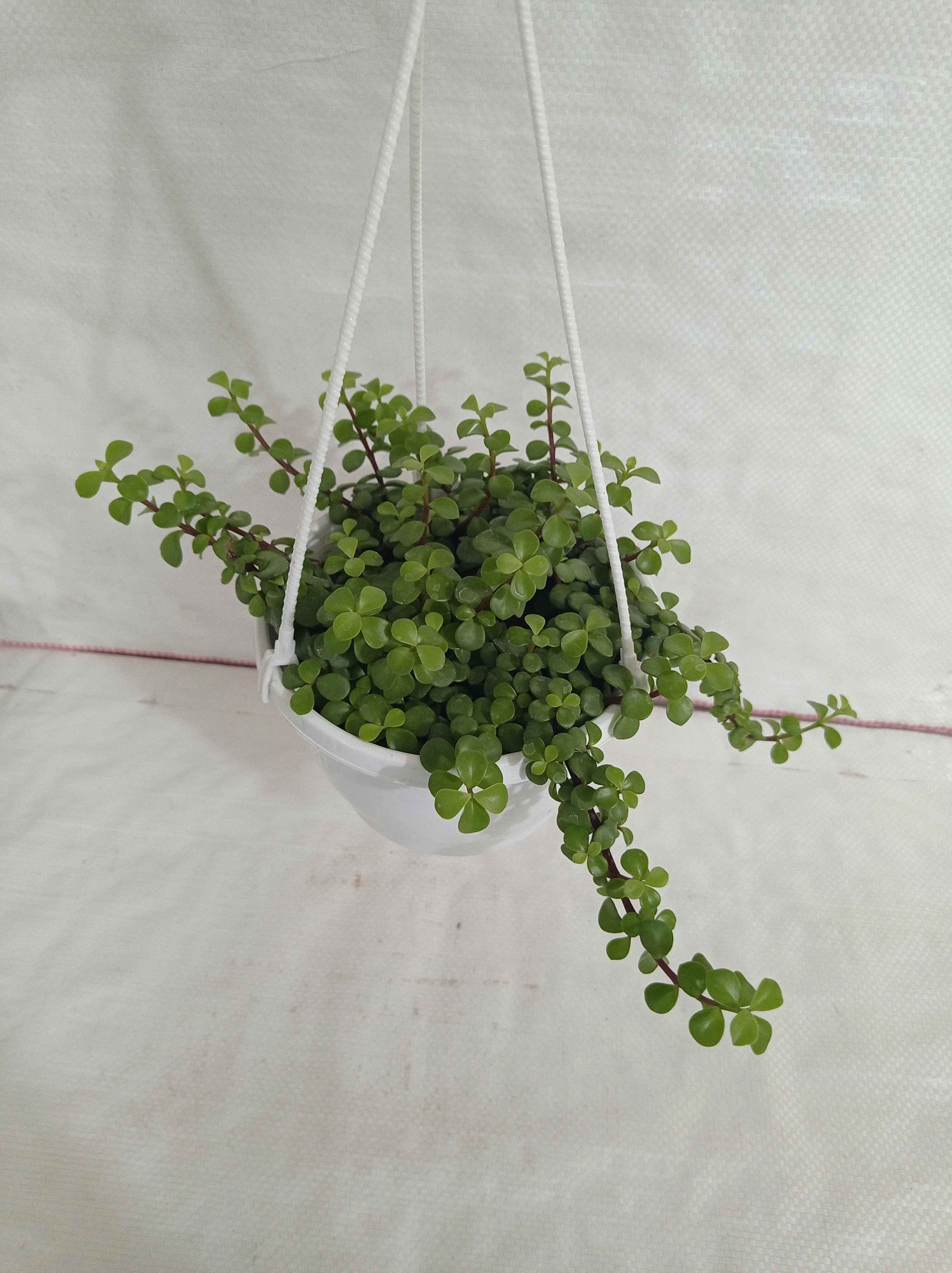 Jade Mini Green Hanging Plant