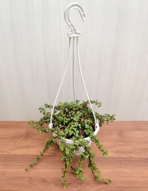 Jade Mini Green Hanging Plant